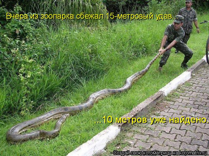 Вчера из зоопарка сбежал 15-метровый удав... ...10 метров уже найдено.... Котоматрица: Вчера из зоопарка сбежал 15-метровый удав... ...10 метров уже найдено.