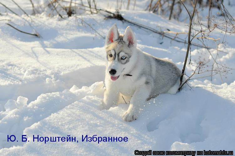 Ю. Б. Норштейн, Избранное... Котоматрица: Ю. Б. Норштейн, Избранное