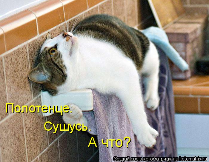 Полотенце. Сушусь. А что?... Котоматрица: Полотенце. Сушусь. А что?