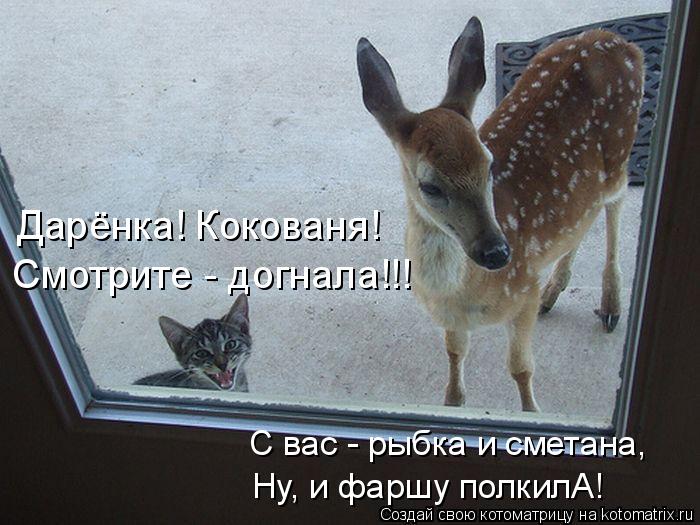 Дарёнка! Кокованя! С вас - рыбка и сметана, Ну, и фаршу полкилА! Смотрите - догнала!!!... Котоматрица: Дарёнка! Кокованя! С вас - рыбка и сметана, Ну, и фаршу полкилА! Смотрите - догнала!!!