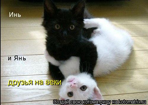 друзья на веки... Котоматрица: друзья на веки