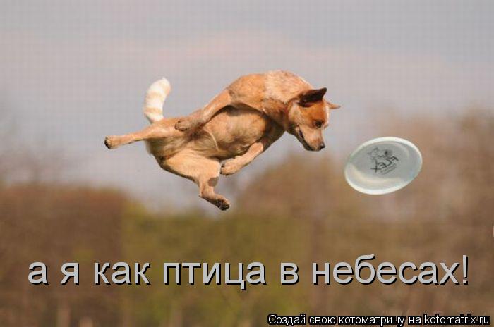 а я как птица в небесах!... Котоматрица: а я как птица в небесах!