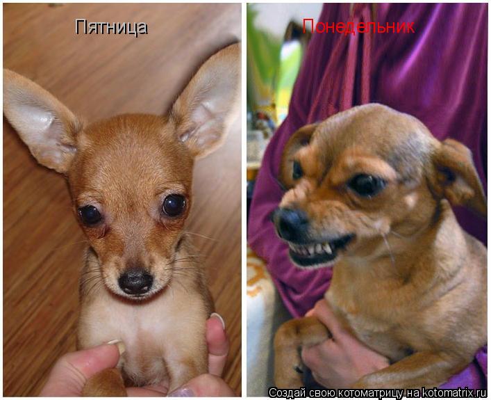 Пятница Понедельник... Котоматрица: Пятница Понедельник