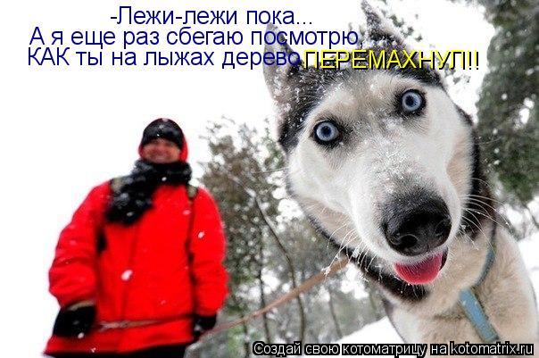 -Лежи-лежи пока... А я еще раз сбегаю посмотрю, КАК ты на лыжах дерево ПЕРЕМАХНУЛ!!... Котоматрица: -Лежи-лежи пока... А я еще раз сбегаю посмотрю, КАК ты на лыжах дерево ПЕРЕМАХНУЛ!!
