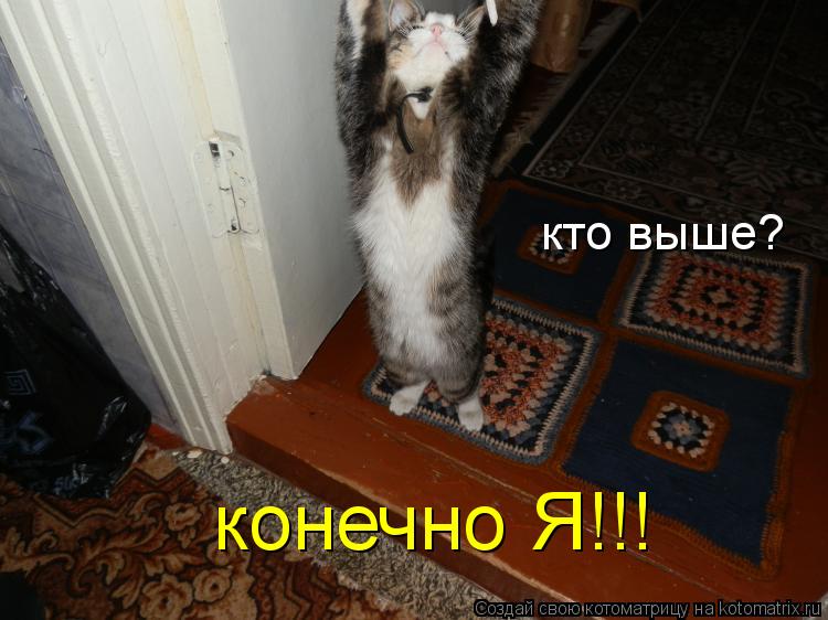 кто выше? конечно Я!!!... Котоматрица: кто выше? конечно Я!!!