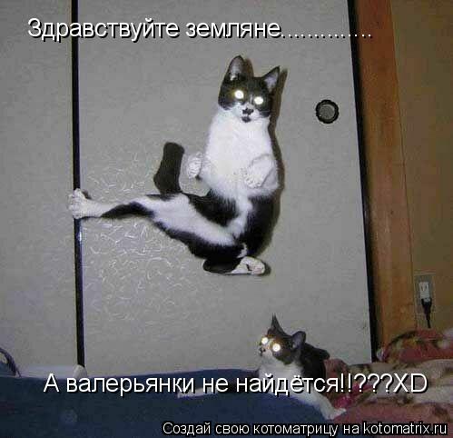 Здравствуйте земляне.............. А валерьянки не найдётся!!???XD... Котоматрица: Здравствуйте земляне.............. А валерьянки не найдётся!!???XD