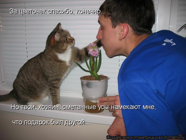 За цветочек спасибо, конечно... Но твои, хозяин, сметанные усы намекают мне, что подарок был другой... Котоматрица: За цветочек спасибо, конечно... Но твои, хозяин, сметанные усы намекают мне, что подарок был другой...
