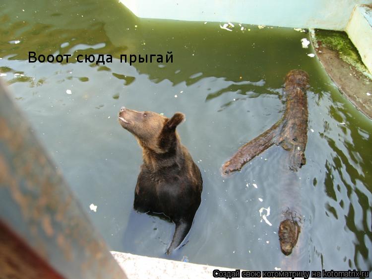 Вооот сюда прыгай... Котоматрица: Вооот сюда прыгай
