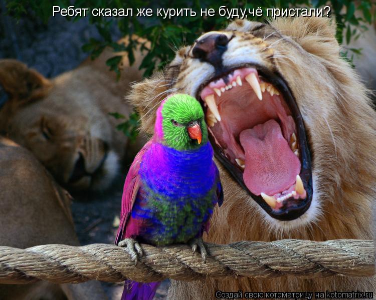 Ребят сказал же курить не буду,чё пристали?... Котоматрица: Ребят сказал же курить не буду,чё пристали?