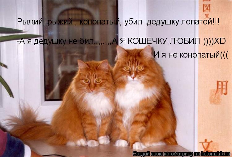 Рыжий, рыжий , конопатый, убил дедушку лопатой!!! -А я дедушку не бил,,,,,,,,А Я КОШЕЧКУ ЛЮБИЛ И я н... Котоматрица: Рыжий, рыжий , конопатый, убил дедушку лопатой!!! -А я дедушку не бил,,,,,,,,А Я КОШЕЧКУ ЛЮБИЛ И я не конопатый((( ))))XD
