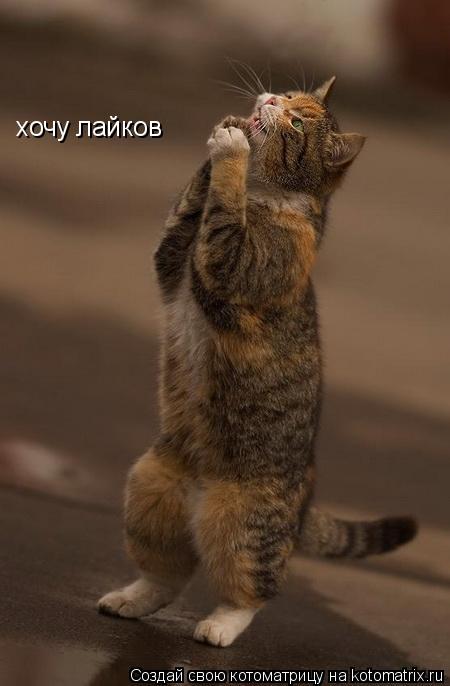 хочу лайков... Котоматрица: хочу лайков