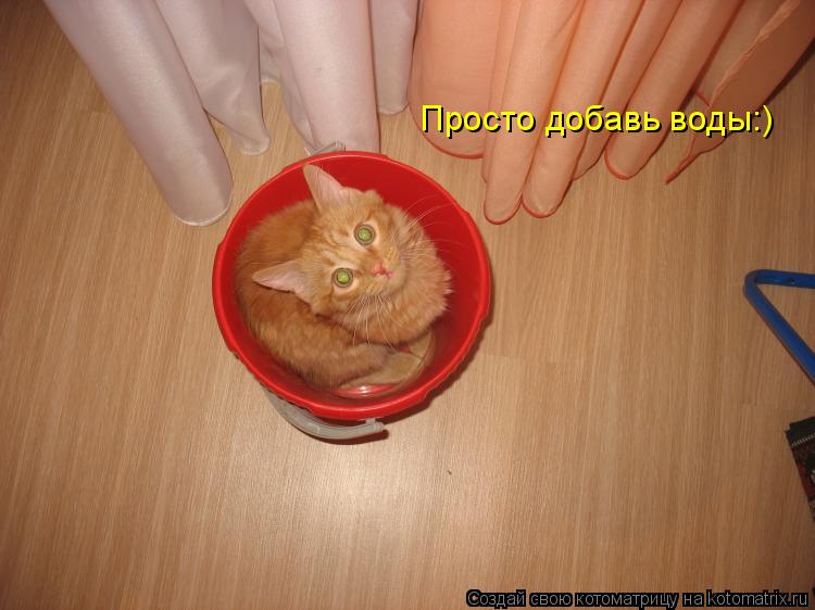Просто добавь воды:)... Котоматрица: Просто добавь воды:)