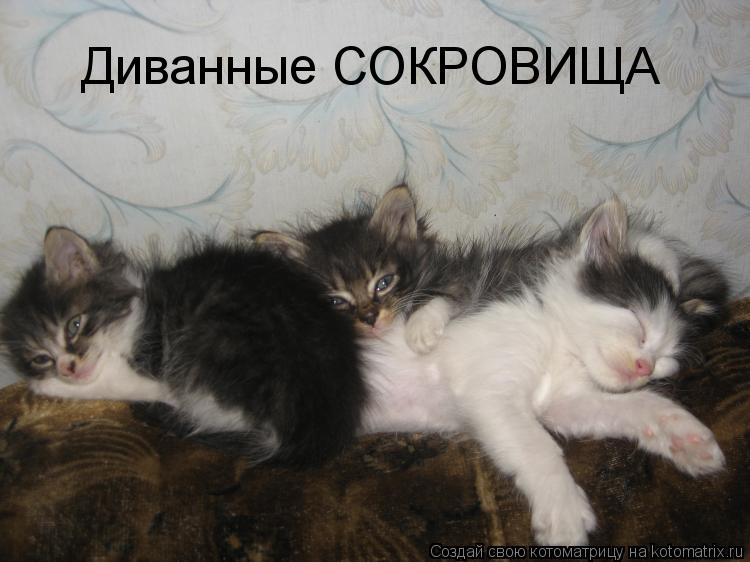 Диванные СОКРОВИЩА... Котоматрица: Диванные СОКРОВИЩА