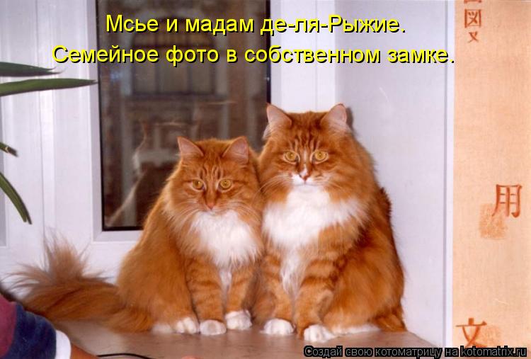 Мсье и мадам де-ля-Рыжие. Семейное фото в собственном замке.... Котоматрица: Мсье и мадам де-ля-Рыжие. Семейное фото в собственном замке.