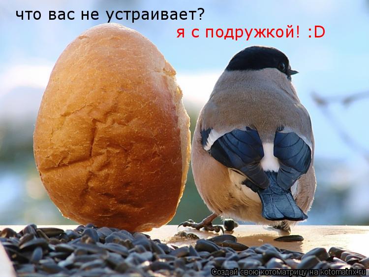 что вас не устраивает? я с подружкой! :D... Котоматрица: что вас не устраивает? я с подружкой! :D