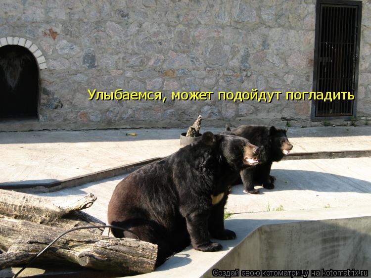 Улыбаемся, может подойдут погладить... Котоматрица: Улыбаемся, может подойдут погладить