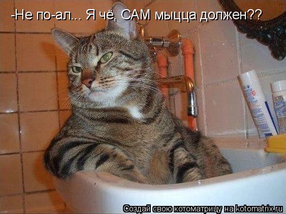 -Не по-ал... Я чё, САМ мыцца должен??... Котоматрица: -Не по-ал... Я чё, САМ мыцца должен??