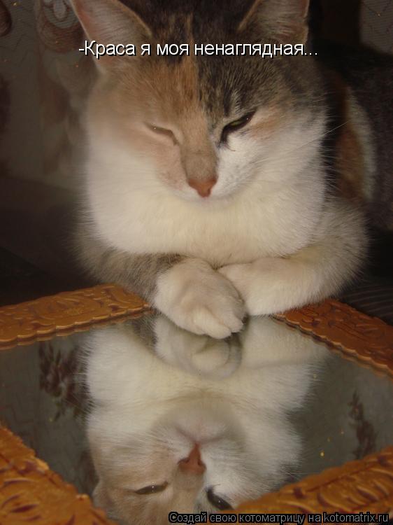 -Краса я моя ненаглядная...... Котоматрица: -Краса я моя ненаглядная...