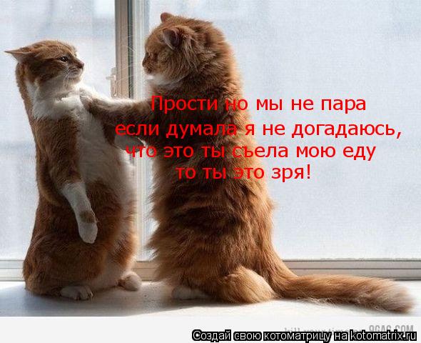 Прости но мы не пара если думала я не догадаюсь, что это ты съела мою еду то ты это зря!... Котоматрица: Прости но мы не пара если думала я не догадаюсь, что это ты съела мою еду то ты это зря!