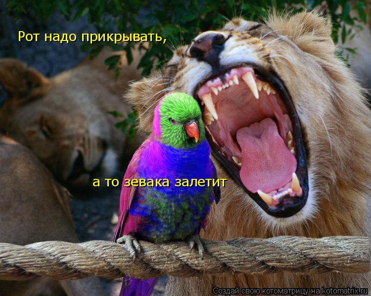 Рот надо прикрывать, а то зевака залетит... Котоматрица: Рот надо прикрывать, а то зевака залетит