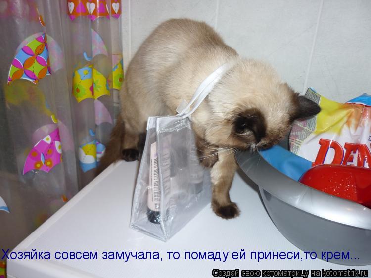 Хозяйка совсем замучала, то помаду ей принеси,то крем...... Котоматрица: Хозяйка совсем замучала, то помаду ей принеси,то крем...
