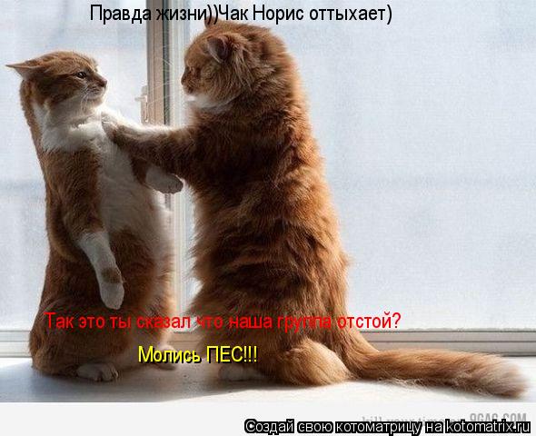 Так это ты сказал что наша группа отстой? Молись ПЕС!!! Правда жизни))Чак Норис оттыхает)... Котоматрица: Так это ты сказал что наша группа отстой? Молись ПЕС!!! Правда жизни))Чак Норис оттыхает)