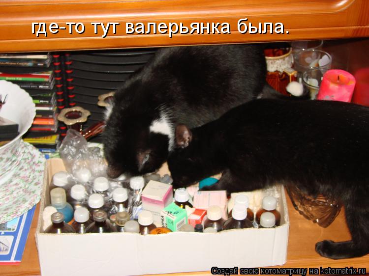 где-то тут валерьянка была.... Котоматрица: где-то тут валерьянка была.