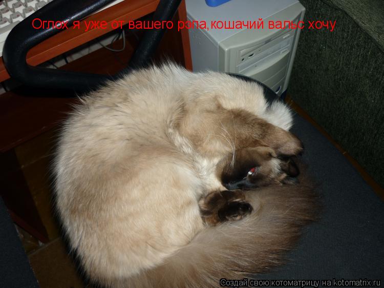 Оглох я уже от вашего рэпа,кошачий вальс хочу... Котоматрица: Оглох я уже от вашего рэпа,кошачий вальс хочу
