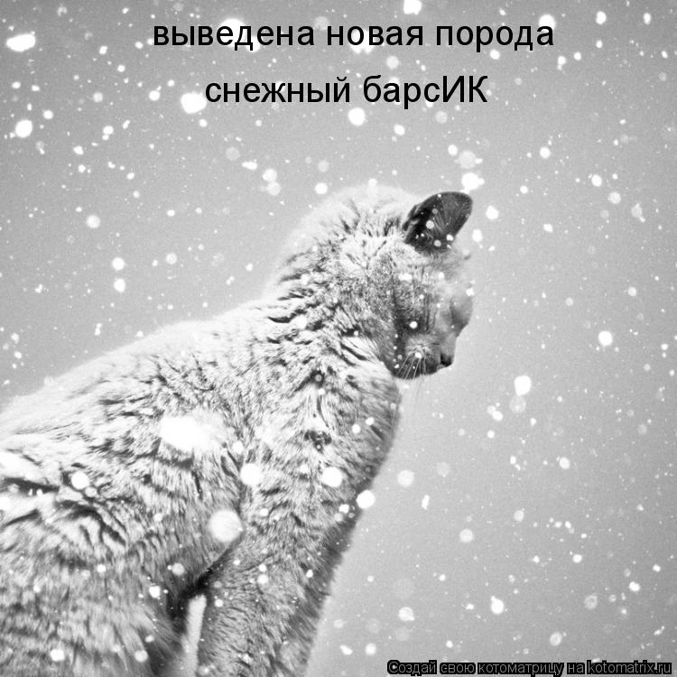 выведена новая порода снежный барсИК... Котоматрица: выведена новая порода снежный барсИК