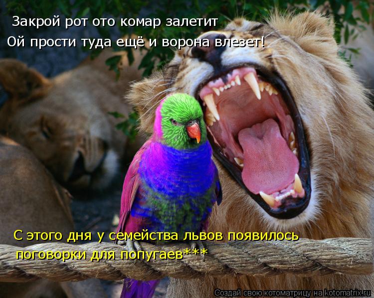 Закрой рот ото комар залетит Ой прости туда ещё и ворона влезет! С этого дня у семейства львов появи... Котоматрица: Закрой рот ото комар залетит Ой прости туда ещё и ворона влезет! С этого дня у семейства львов появилось поговорки для попугаев***