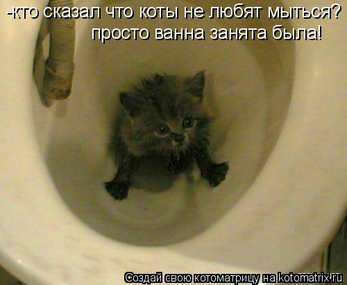 -кто сказал что коты не любят мыться? просто ванна занята была!... Котоматрица: -кто сказал что коты не любят мыться? просто ванна занята была!
