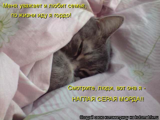 Меня уважает и любит семья, по жизни иду я гордо! Смотрите, люди, вот она я - НАГЛАЯ СЕРАЯ МОРДА!!... Котоматрица: Меня уважает и любит семья, по жизни иду я гордо! Смотрите, люди, вот она я - НАГЛАЯ СЕРАЯ МОРДА!!