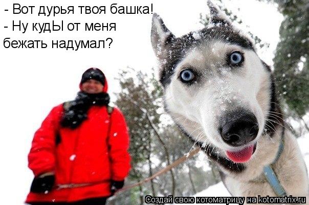 - Вот дурья твоя башка! бежать надумал? - Ну кудЫ от меня... Котоматрица: - Вот дурья твоя башка! бежать надумал? - Ну кудЫ от меня