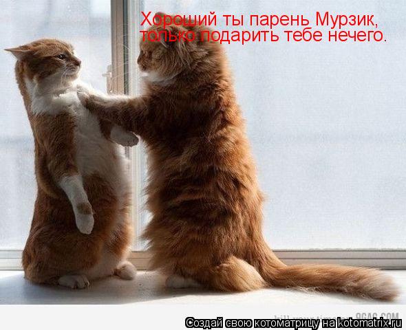 Хороший ты парень Мурзик, только подарить тебе нечего.... Котоматрица: Хороший ты парень Мурзик, только подарить тебе нечего.
