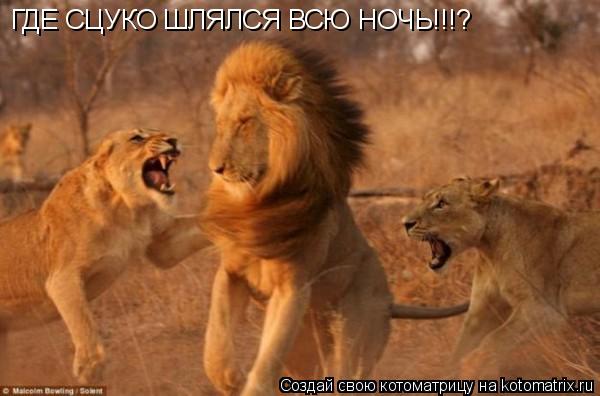 ГДЕ СЦУКО ШЛЯЛСЯ ВСЮ НОЧЬ!!!?... Котоматрица: ГДЕ СЦУКО ШЛЯЛСЯ ВСЮ НОЧЬ!!!?
