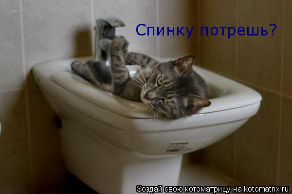 Спинку потрешь?... Котоматрица: Спинку потрешь?