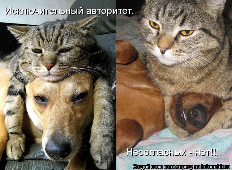 Несогласных - нет!!! Исключительный авторитет.... Котоматрица: Несогласных - нет!!! Исключительный авторитет.
