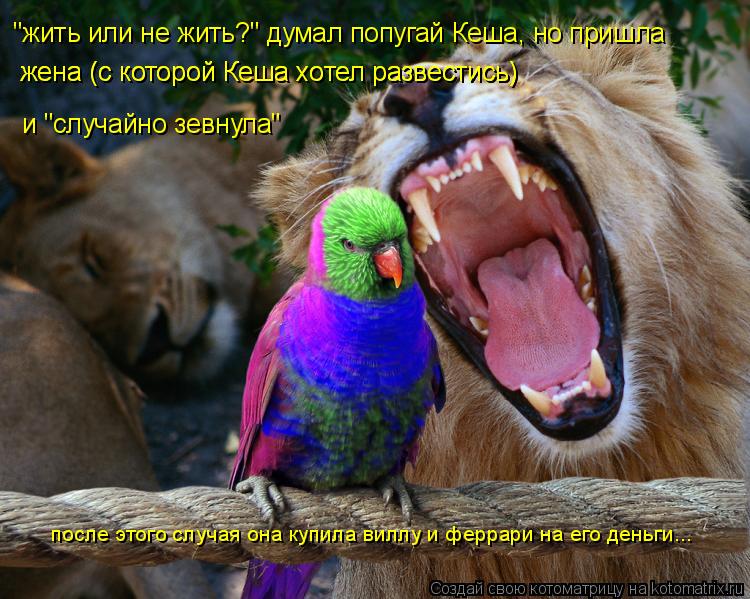 "жить или не жить?" думал попугай Кеша, но пришла жена (с которой Кеша хотел развестись) жена (с кото... Котоматрица: "жить или не жить?" думал попугай Кеша, но пришла жена (с которой Кеша хотел развестись) жена (с которой Кеша хотел развестись) и "случайно зев