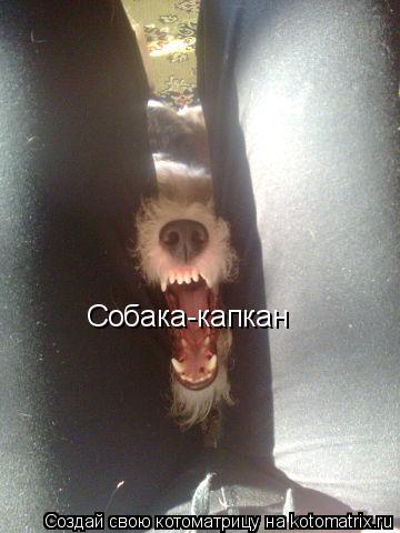 Собака-капкан... Котоматрица: Собака-капкан