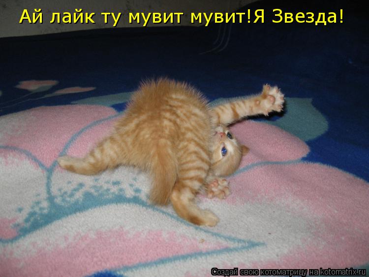 Ай лайк ту мувит мувит!Я Звезда!... Котоматрица: Ай лайк ту мувит мувит!Я Звезда!