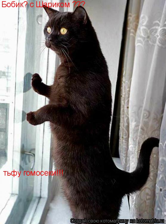 Бобик? с Шариком ??? Бобик? с Шариком ??? тьфу гомосеки!!!... Котоматрица: Бобик? с Шариком ??? Бобик? с Шариком ??? тьфу гомосеки!!!