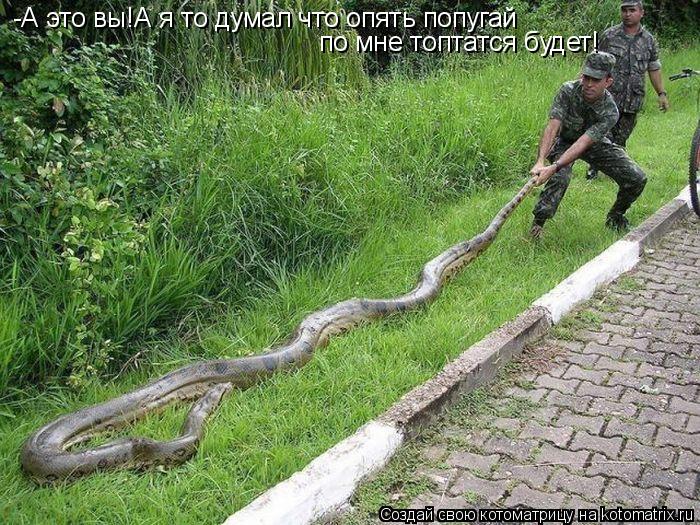 -А это вы!А я то думал что опять попугай по мне топтатся будет!... Котоматрица: -А это вы!А я то думал что опять попугай по мне топтатся будет!