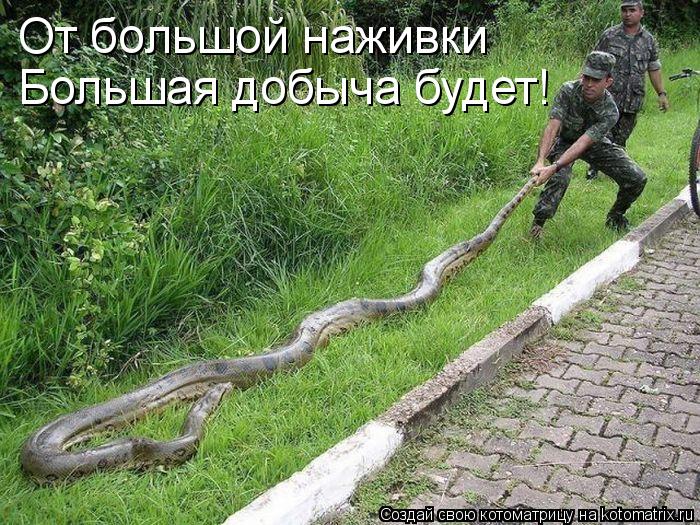 От большой наживки Большая добыча будет!... Котоматрица: От большой наживки Большая добыча будет!