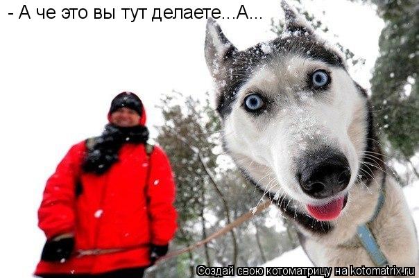 - А че это вы тут делаете...А...... Котоматрица: - А че это вы тут делаете...А...