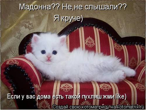 Мадонна?? Не,не слышали?? Я круче) Если у вас дома есть такой пухляш жми like)... Котоматрица: Мадонна?? Не,не слышали?? Я круче) Если у вас дома есть такой пухляш жми like)