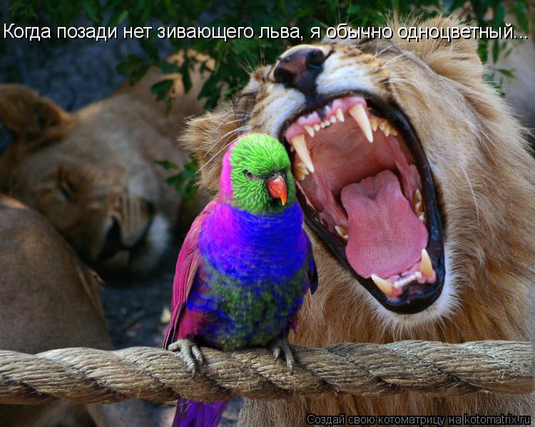 Котоматрица: Когда позади нет зивающего льва, я обычно одноцветный...