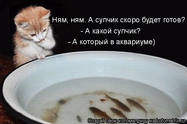 - А какой супчик? - Ням, ням. А супчик скоро будет готов? - А который в аквариуме)... Котоматрица: - А какой супчик? - Ням, ням. А супчик скоро будет готов? - А который в аквариуме)