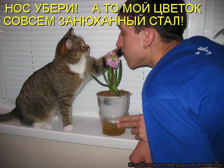НОС УБЕРИ! А ТО МОЙ ЦВЕТОК СОВСЕМ ЗАНЮХАННЫЙ СТАЛ!... Котоматрица: НОС УБЕРИ! А ТО МОЙ ЦВЕТОК СОВСЕМ ЗАНЮХАННЫЙ СТАЛ!
