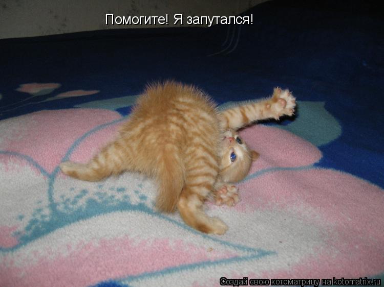 Помогите! Я запутался!... Котоматрица: Помогите! Я запутался!