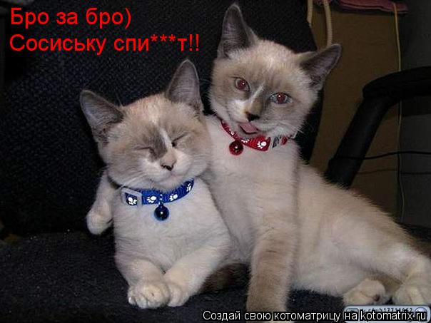 Бро за бро) Сосиську спи***т!!... Котоматрица: Бро за бро) Сосиську спи***т!!
